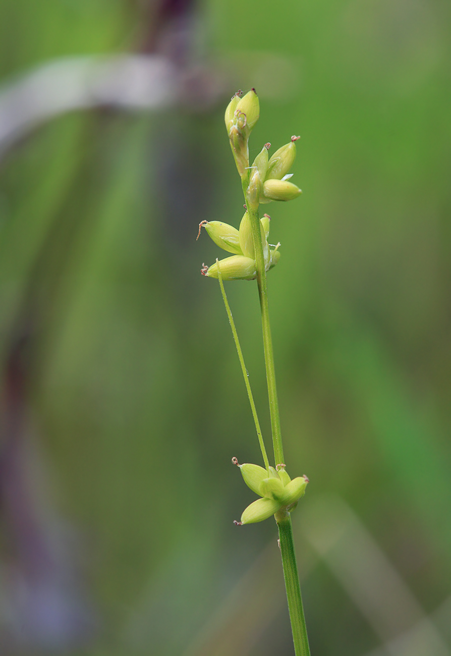 Image of Carex loliacea specimen.
