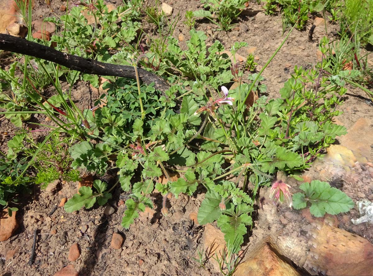 Изображение особи Pelargonium candicans.