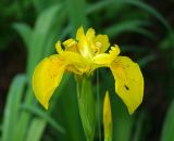 Iris pseudacorus. Цветок с сидящим на листочке околоцветника жучком. Московская обл., Раменский р-н, пос. Ильинский, в мелиоративной канаве. 17.06.2018.