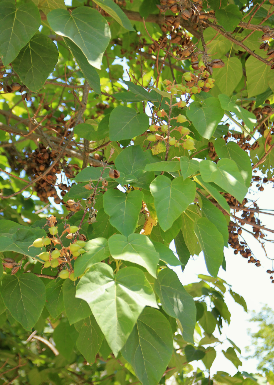 Изображение особи Paulownia tomentosa.