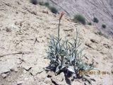 Matthiola integrifolia