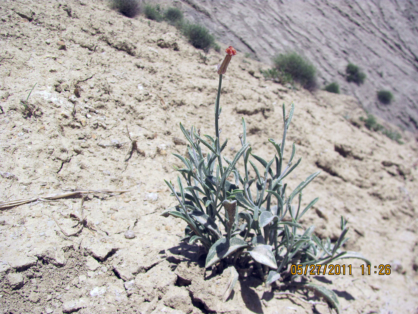 Изображение особи Matthiola integrifolia.