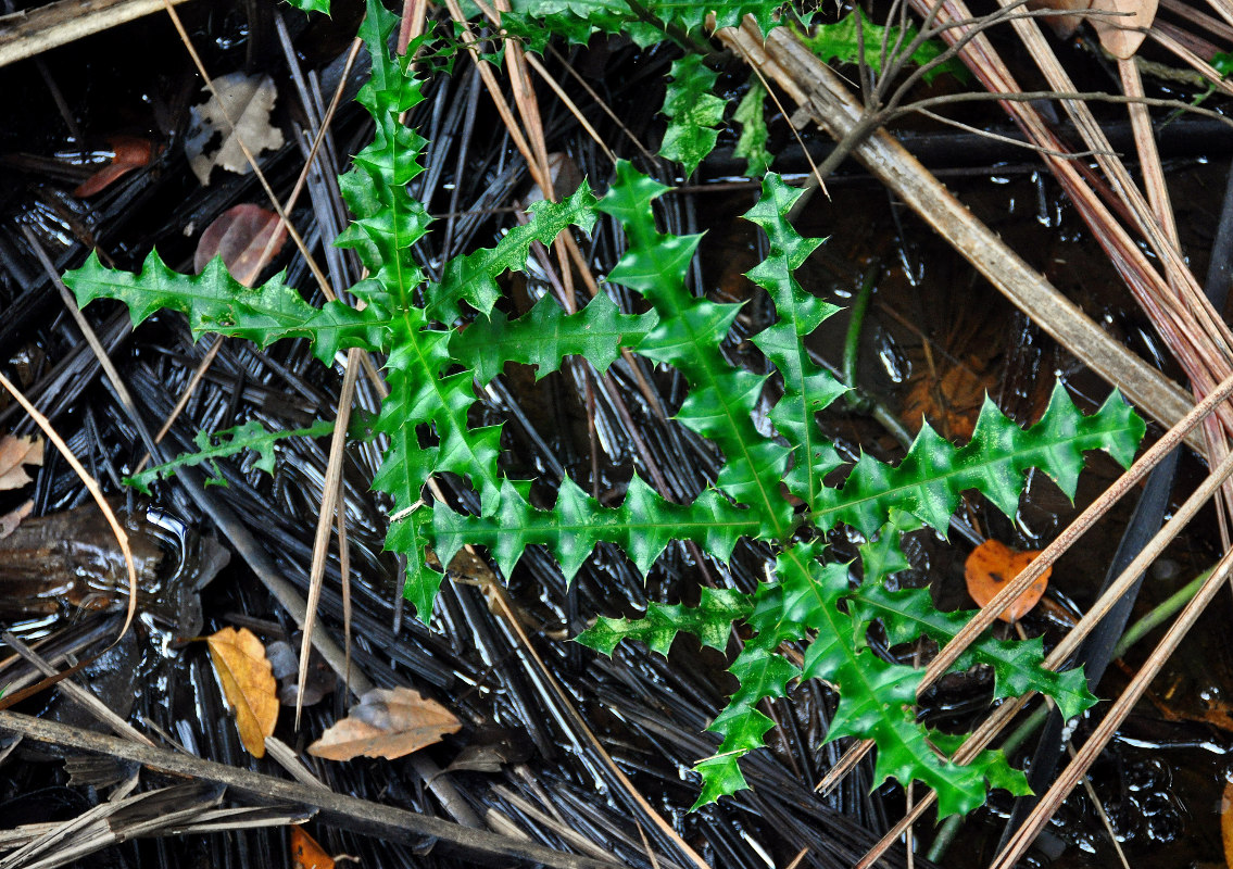 Image of Acanthus ebracteatus specimen.