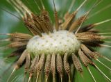 Taraxacum officinale. Соплодие с плодами-семянками. Кировская обл., г. Кирово-Чепецк, лесопарк. 24.06.2018.