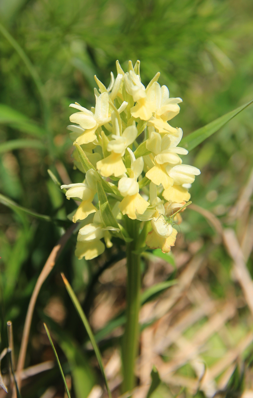 Image of Dactylorhiza romana ssp. georgica specimen.