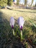 Crocus vernus