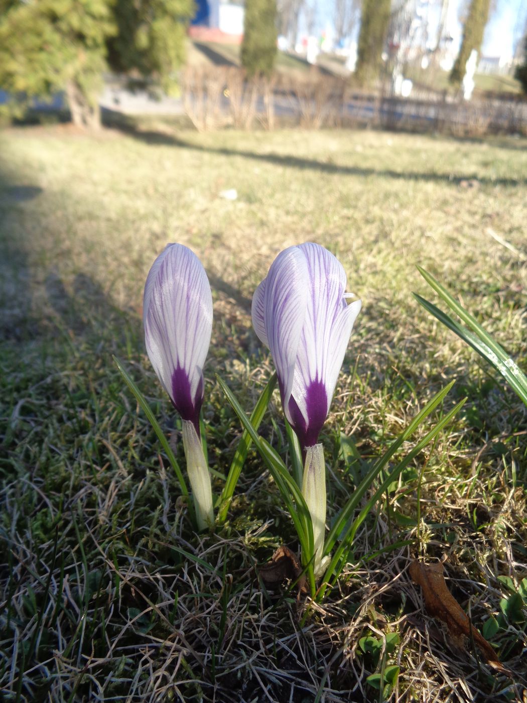 Изображение особи Crocus vernus.