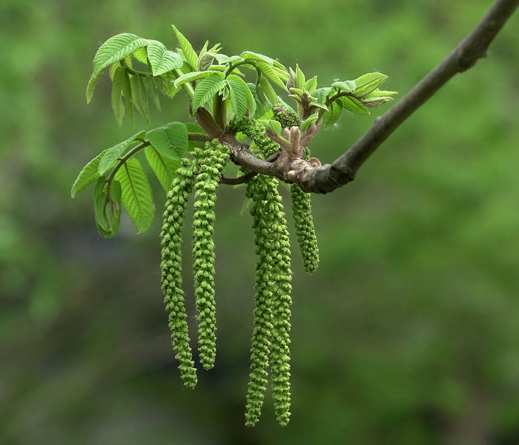 Image of Juglans mandshurica specimen.