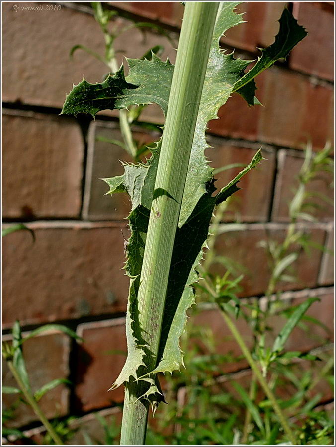 Изображение особи Sonchus arvensis.