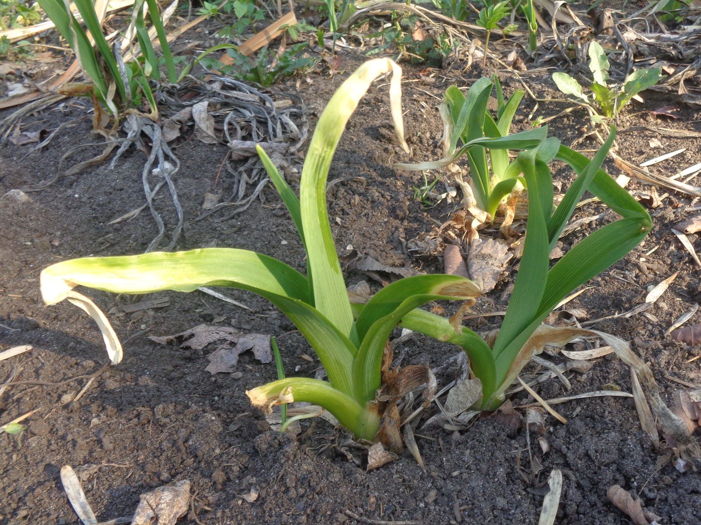 Изображение особи Hemerocallis &times; hybrida.