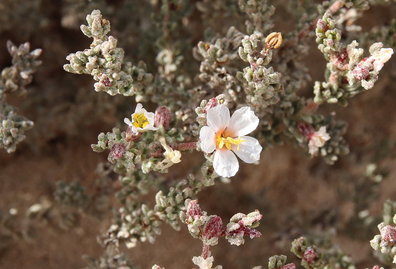 Image of Frankenia hirsuta specimen.