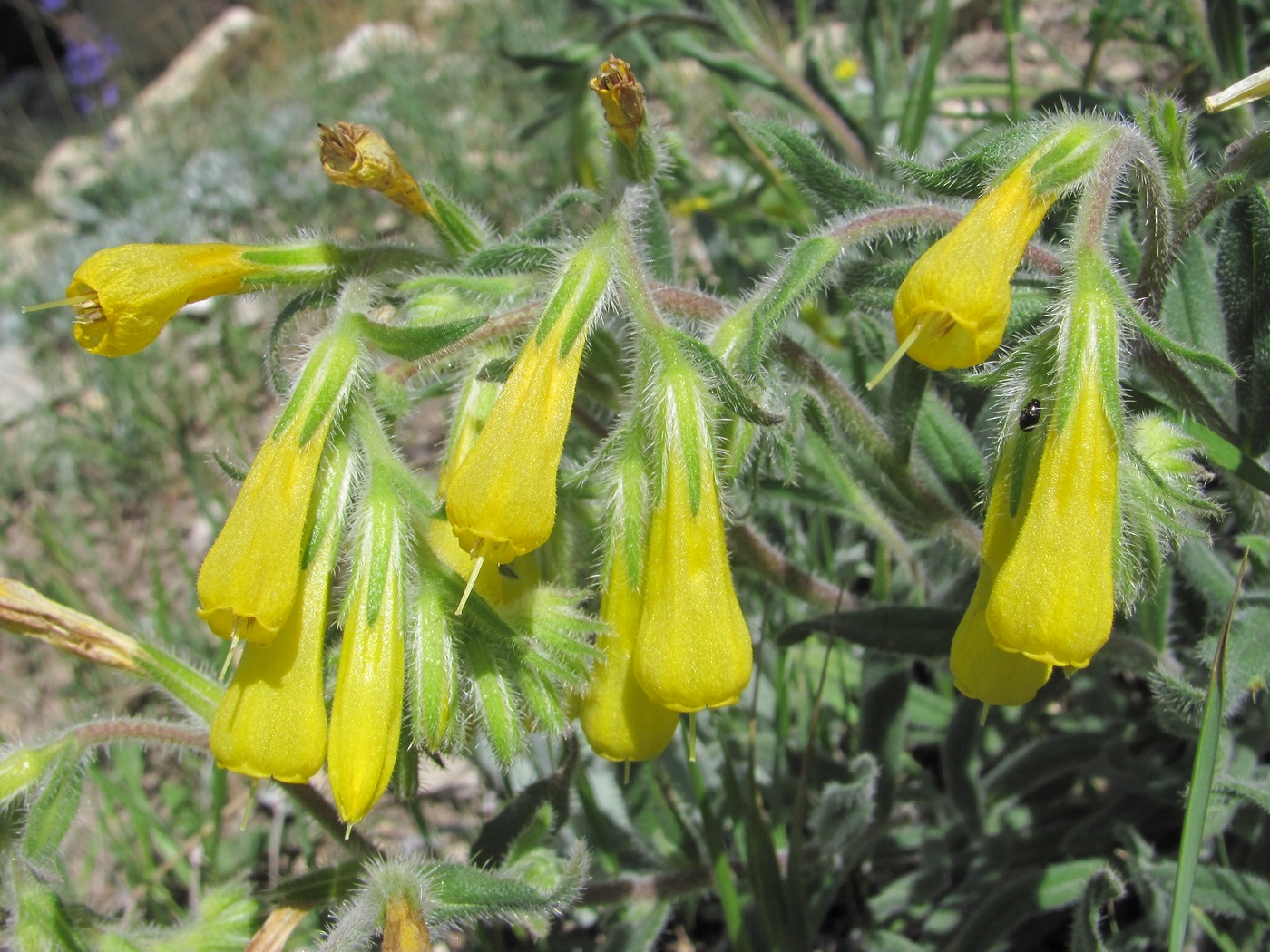 Изображение особи Onosma caucasica.