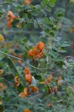 Colutea orientalis
