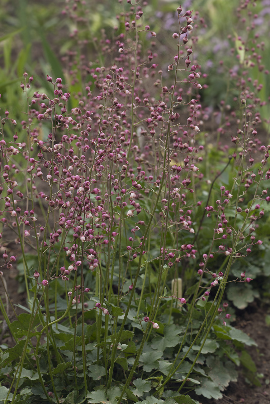 Изображение особи Heuchera pulchella.