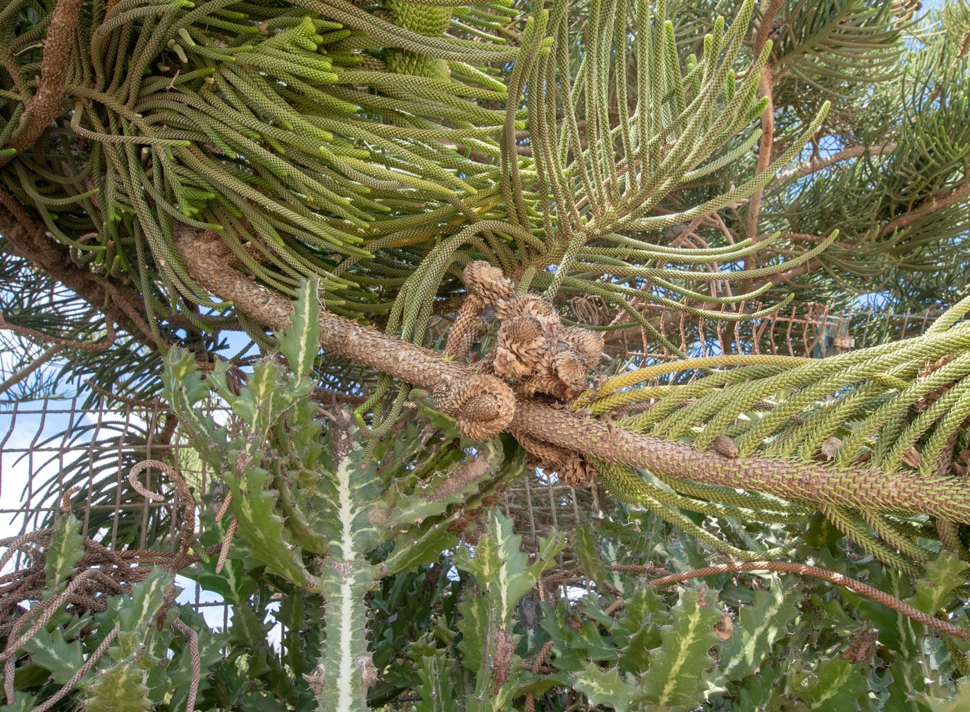 Image of Araucaria heterophylla specimen.