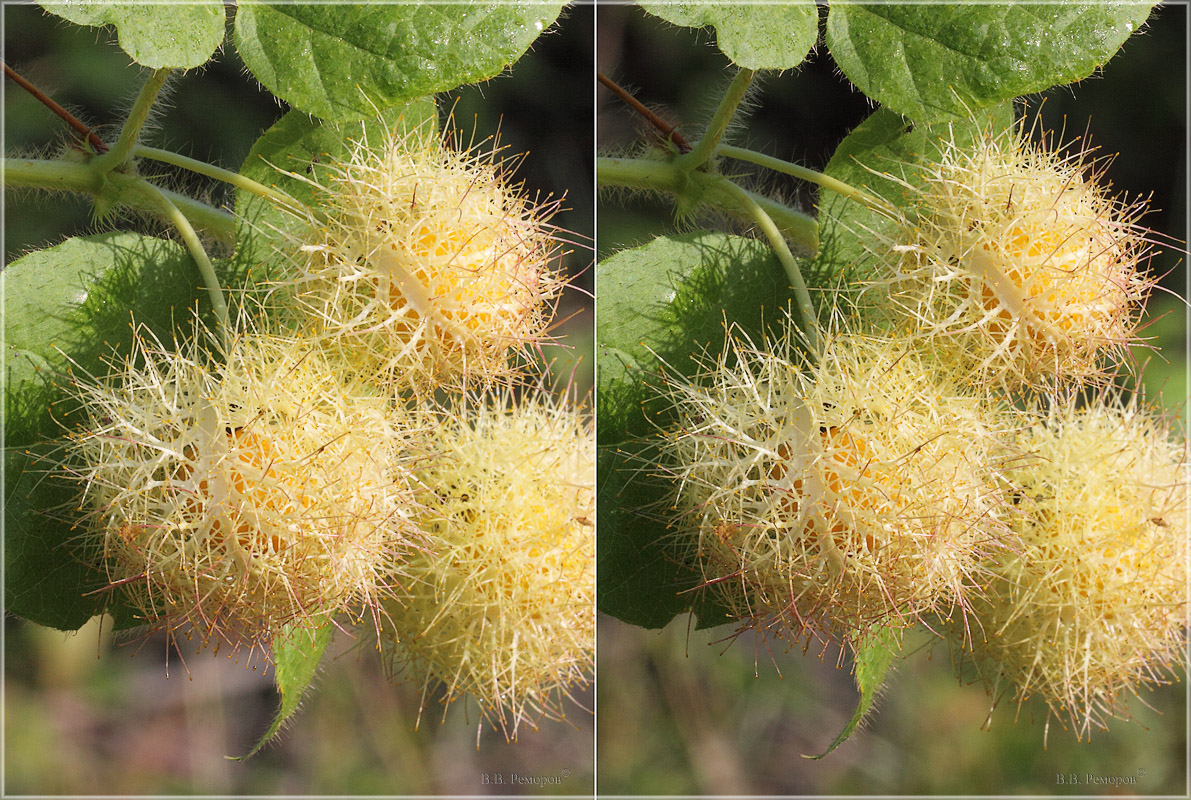 Image of Passiflora foetida specimen.