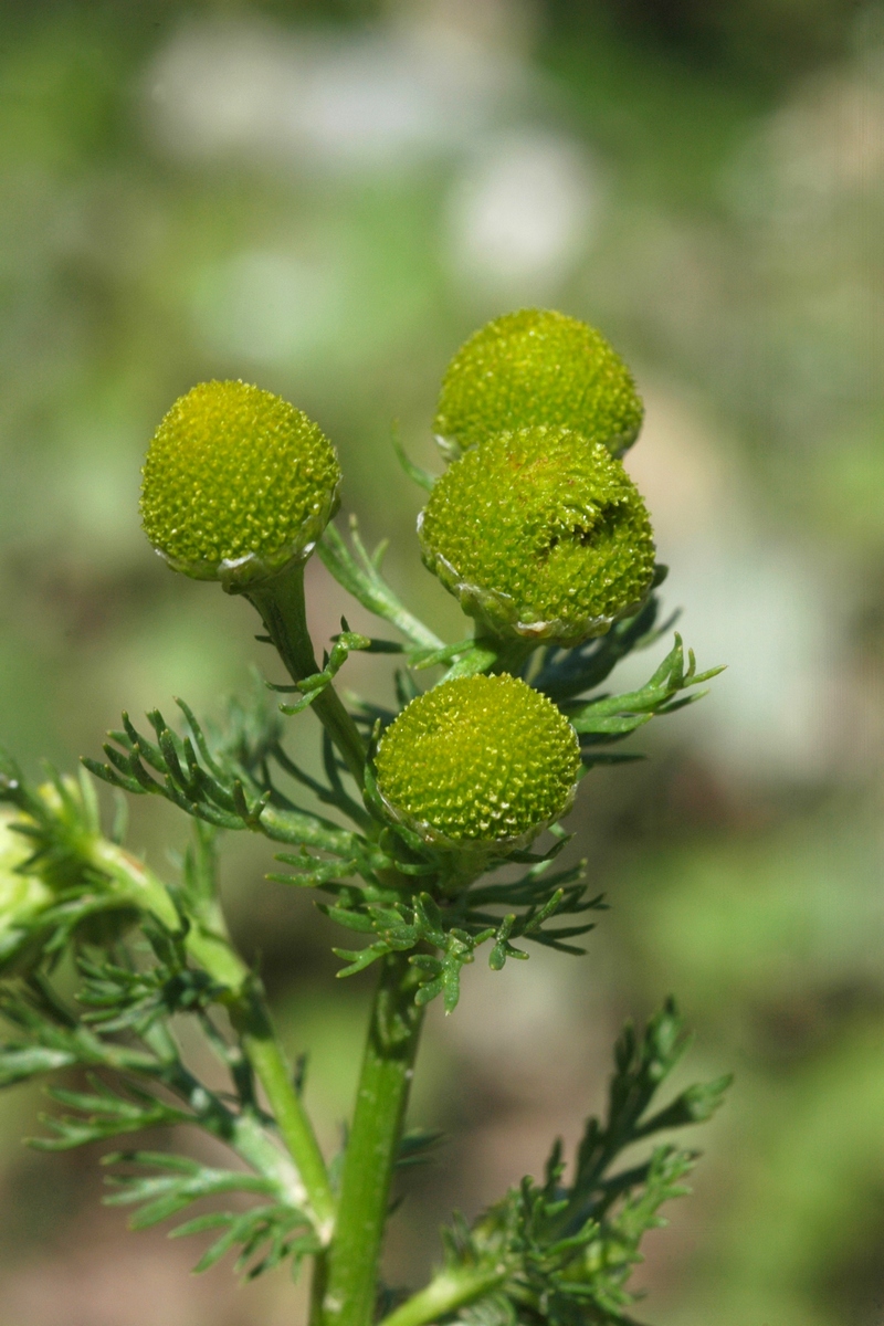 Image of Matricaria discoidea specimen.