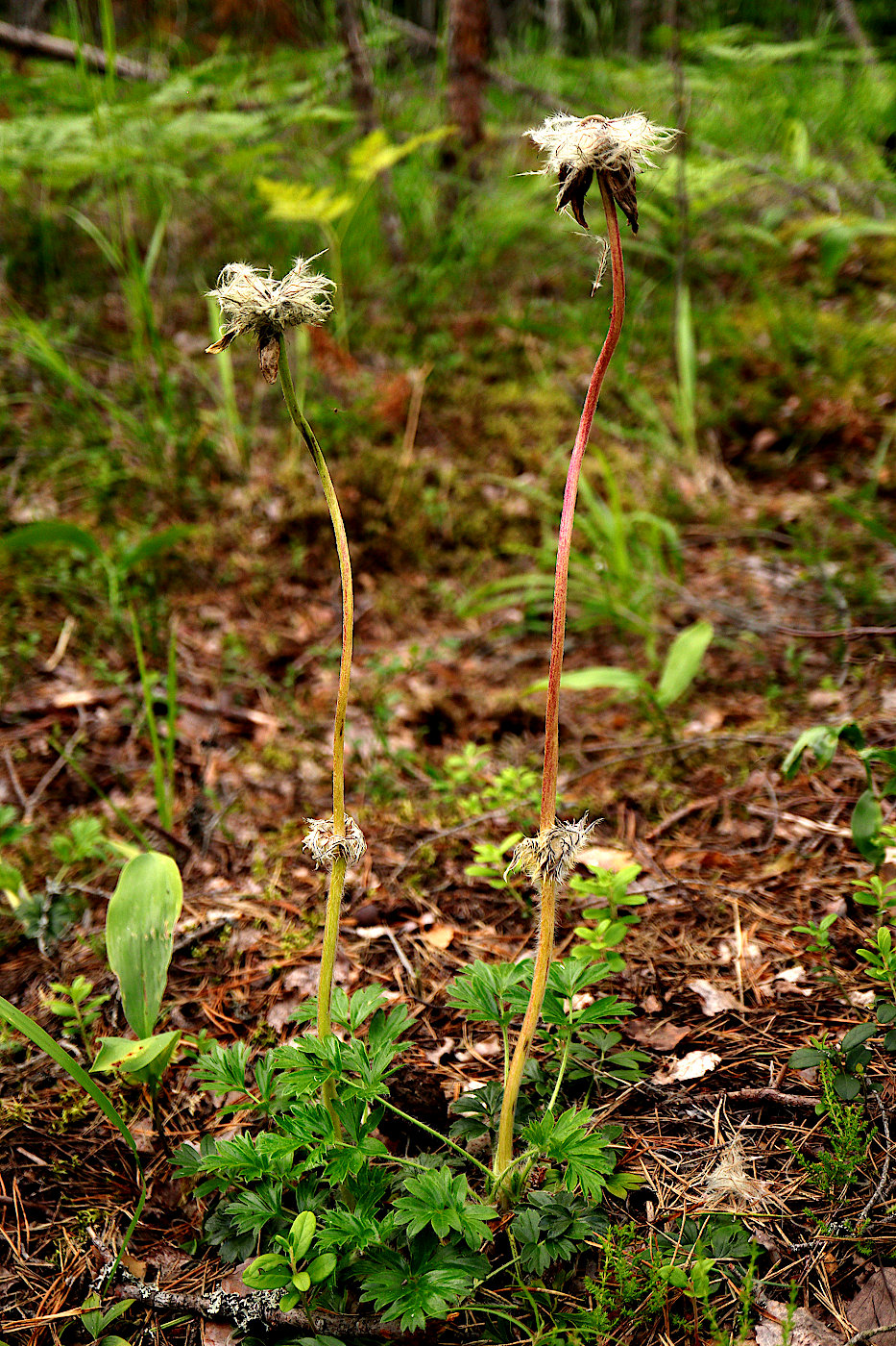 Image of Pulsatilla vernalis specimen.