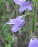 Campanula bononiensis. Часть побега с цветком. Краснодарский край, окр. г. Новороссийск, хр. Маркотх, окр. пер. Андреевский, опушка леса. 07.08.2019.