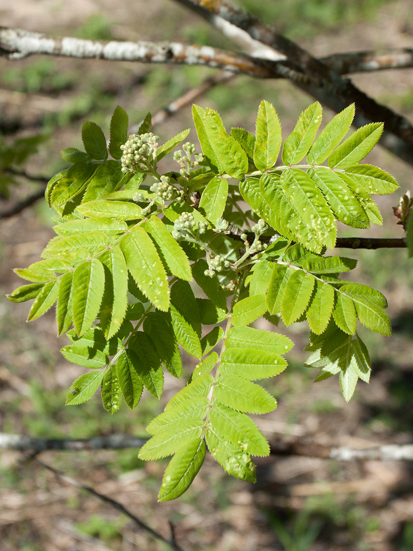 Image of Sorbus aucuparia specimen.