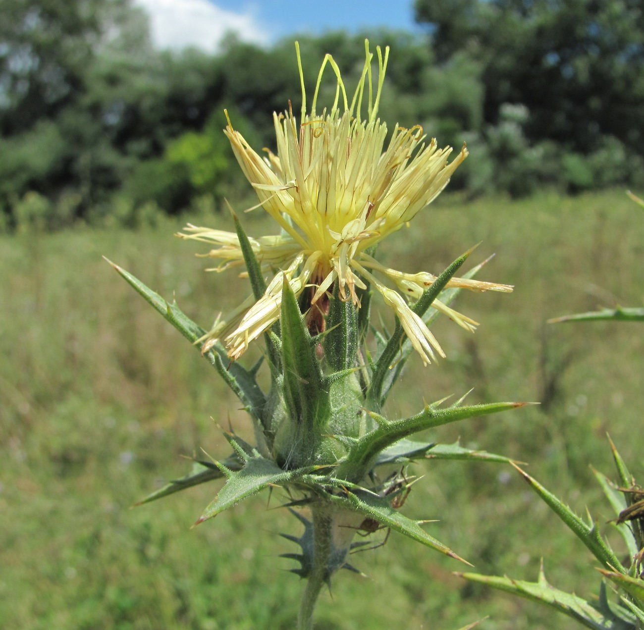 Изображение особи Carthamus lanatus.