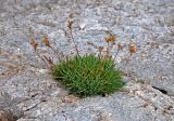 Gypsophila uralensis. Плодоносящее растение. Челябинская обл., Саткинский р-н, хребет Зюраткуль, ≈ 1100 м н.у.м., на скале. 31.07.2019.