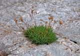 Gypsophila uralensis