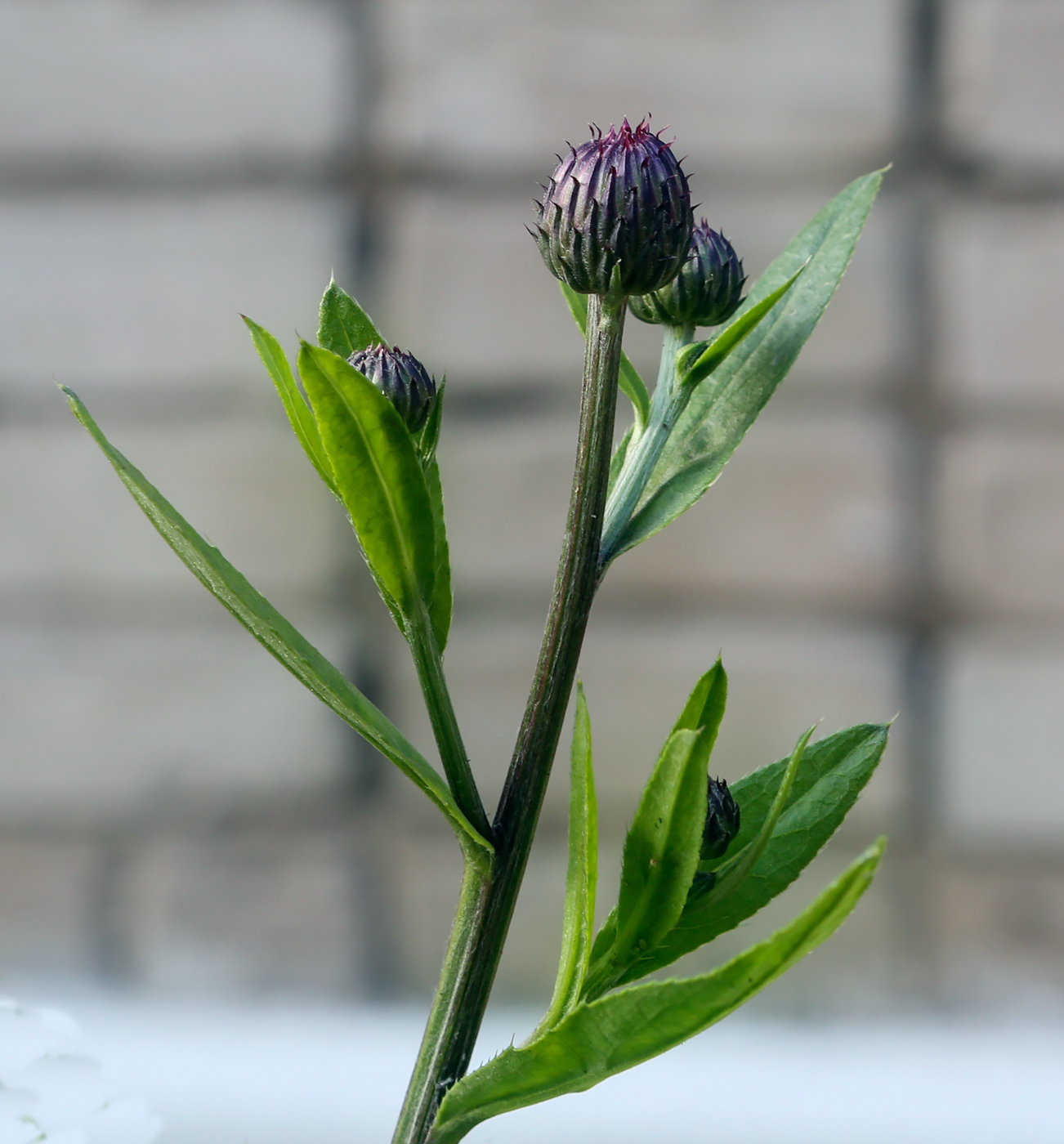 Image of Cirsium setosum specimen.