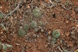 Orostachys thyrsiflora. Вегетирующее растение. Кыргызстан, Чуйская обл., каньоны Конорчек, глинисто-песчаный холм, сообщество полупустынной растительности. 3 мая 2019 г.