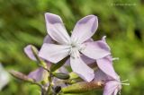 Saponaria officinalis. Цветок. Приморский край, Шкотовский р-н, окр. с. Новонежино, обочина шоссе у ж.-д. насыпи. 29.07.2019.