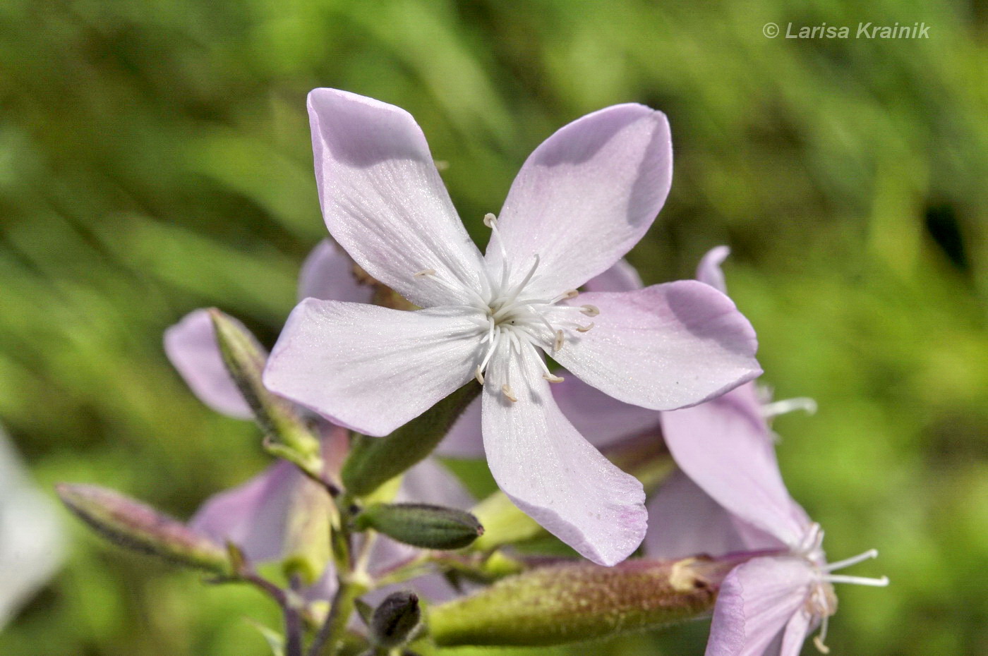 Изображение особи Saponaria officinalis.