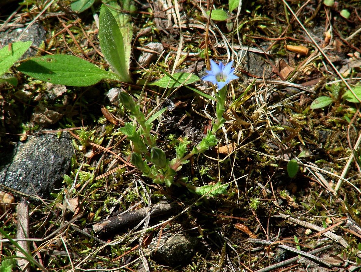 Image of Gentiana pseudoaquatica specimen.