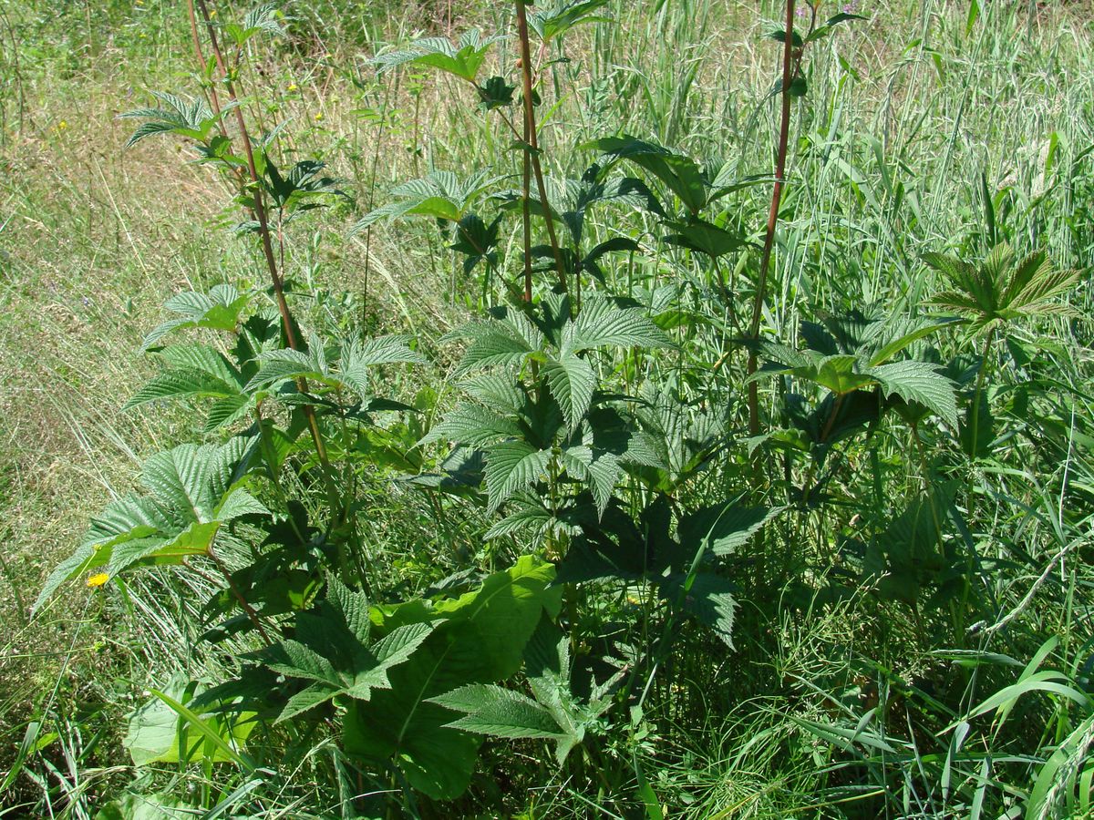 Изображение особи Filipendula palmata.