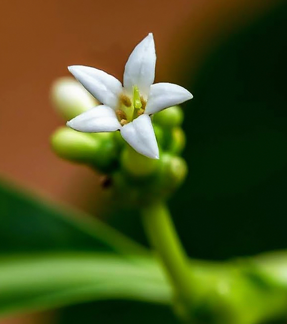 Изображение особи Morinda citrifolia.