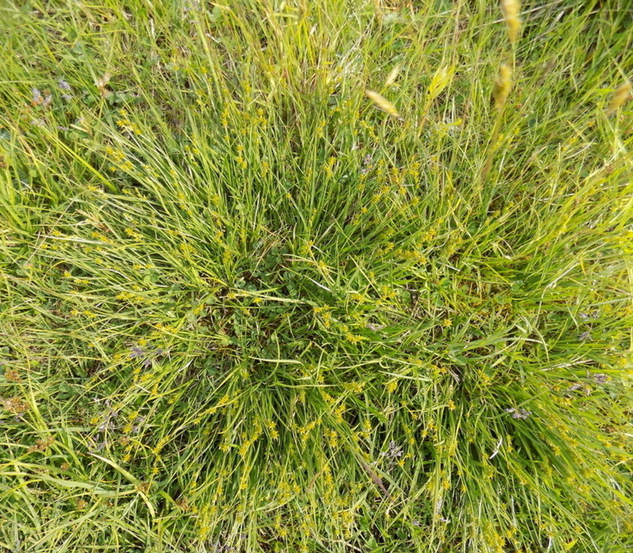 Image of Carex echinata specimen.