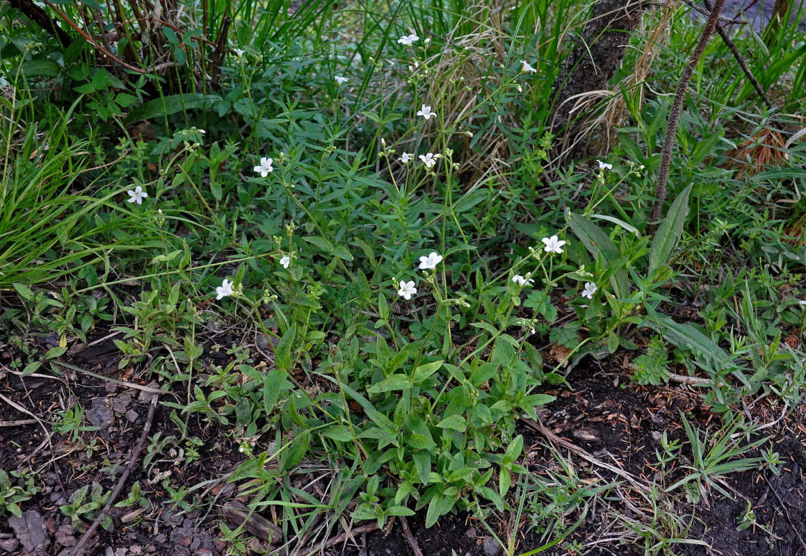 Image of Cerastium pauciflorum specimen.