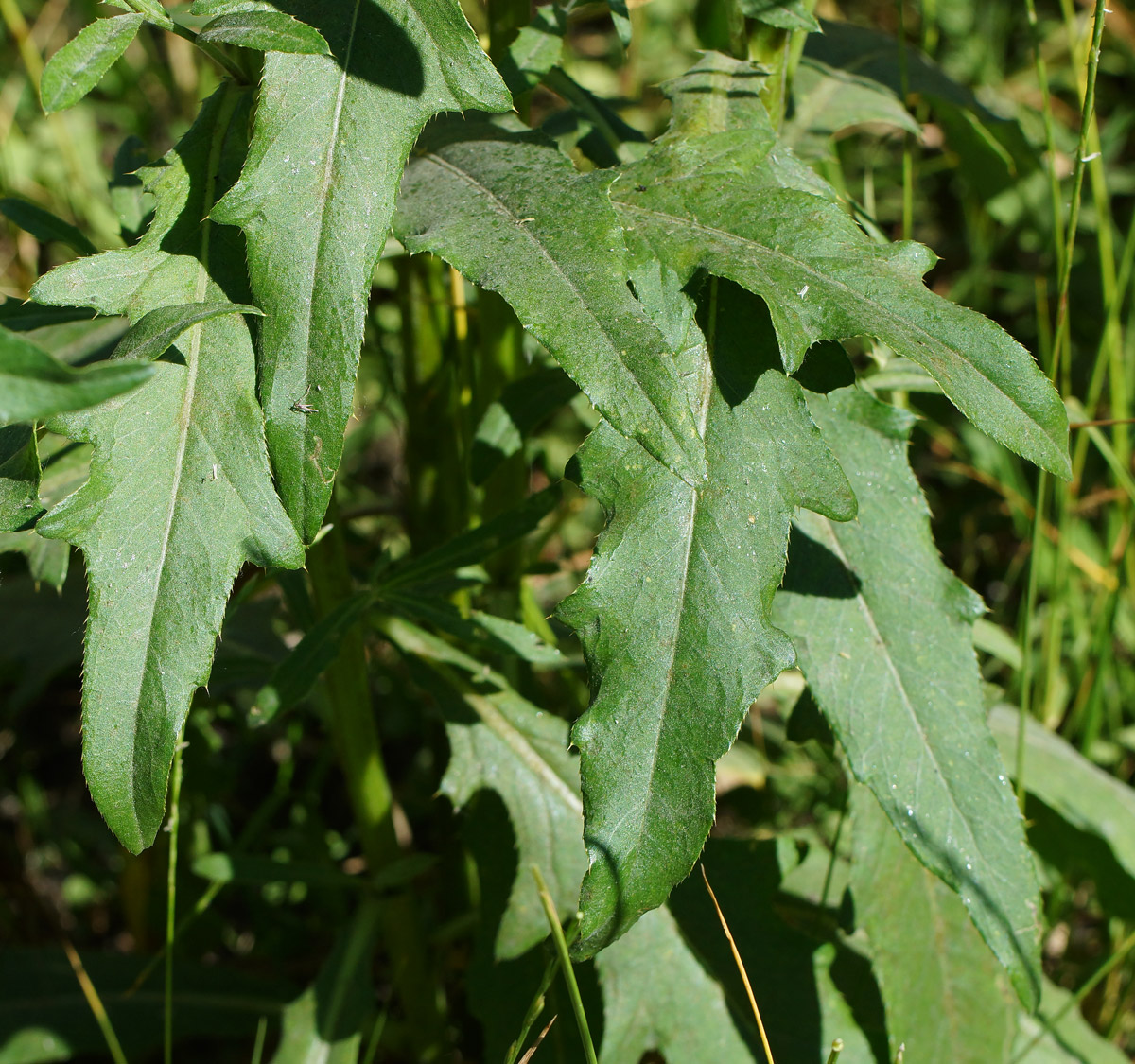 Image of Cirsium setosum specimen.