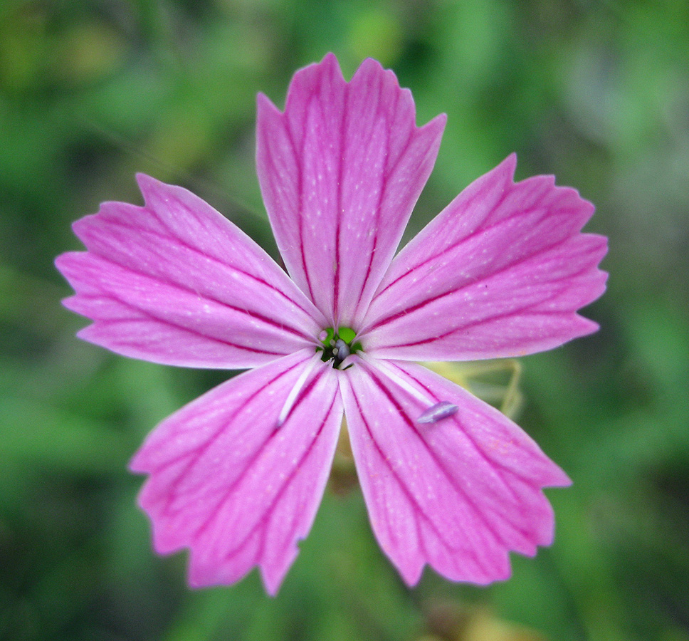 Изображение особи род Dianthus.