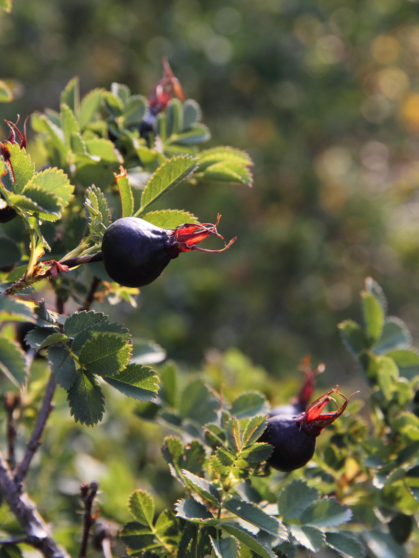 Изображение особи Rosa spinosissima.