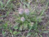 Pedicularis dasystachys