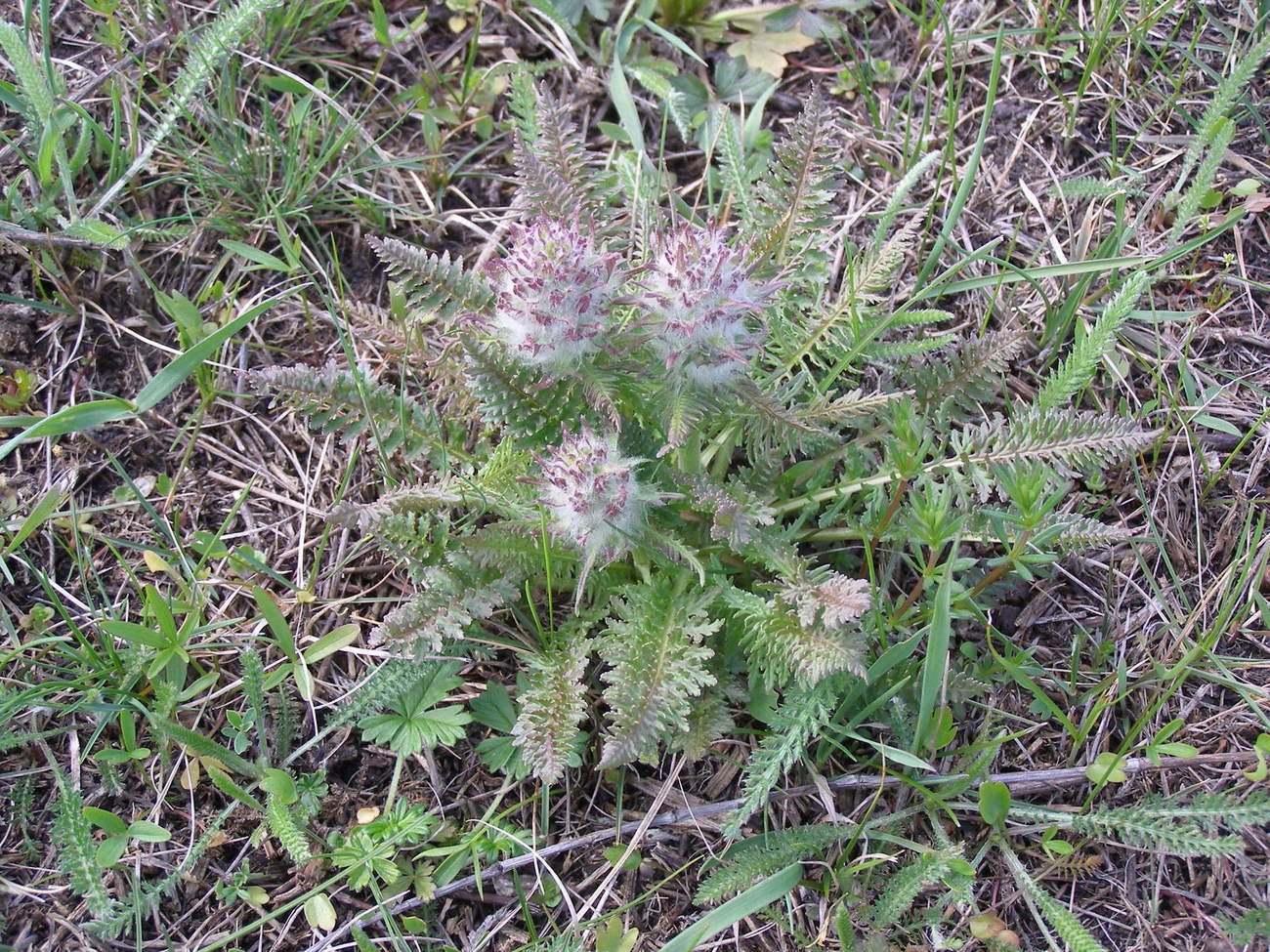 Image of Pedicularis dasystachys specimen.