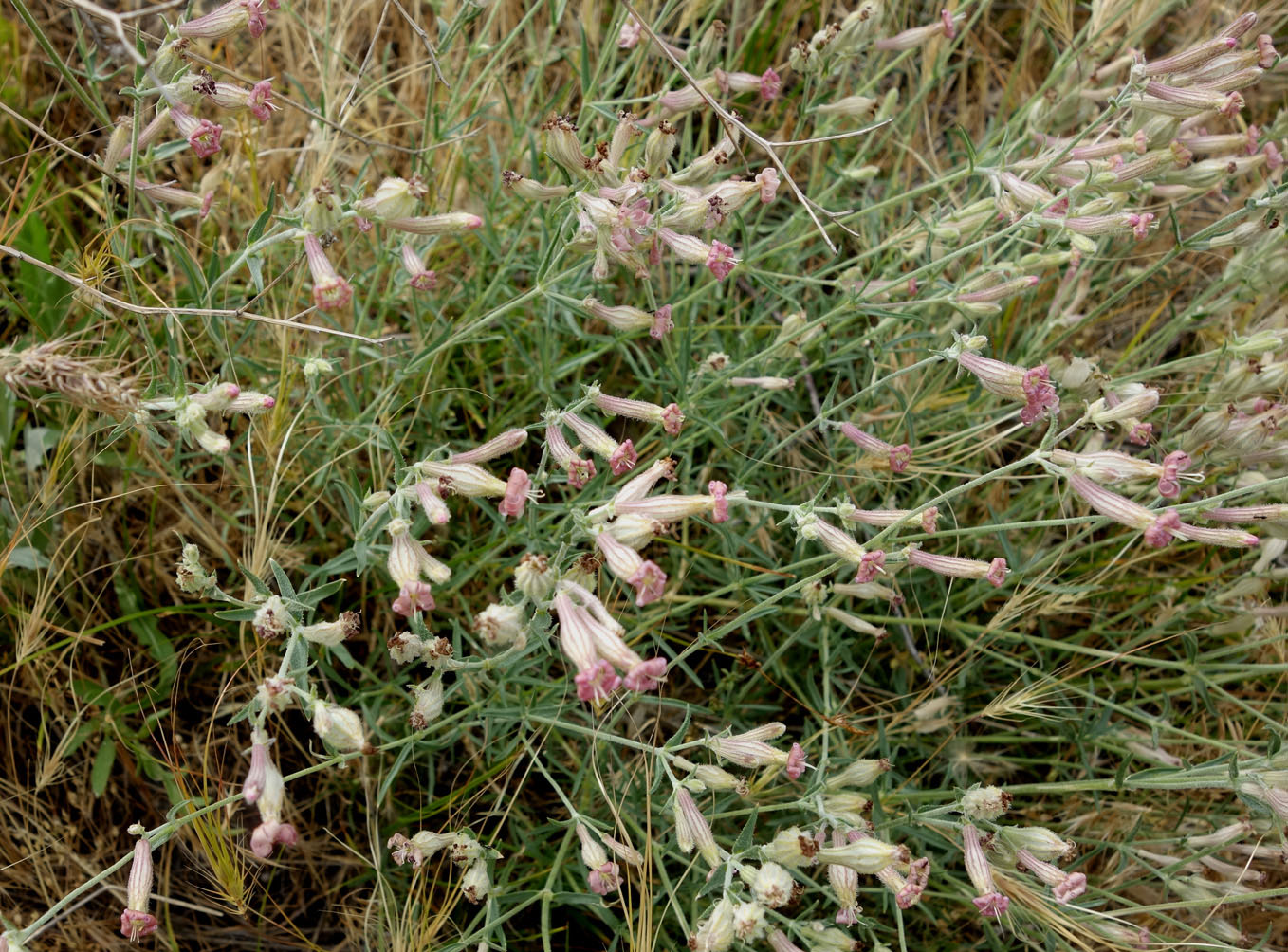 Изображение особи Silene brahuica.