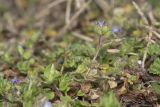 Veronica hederifolia