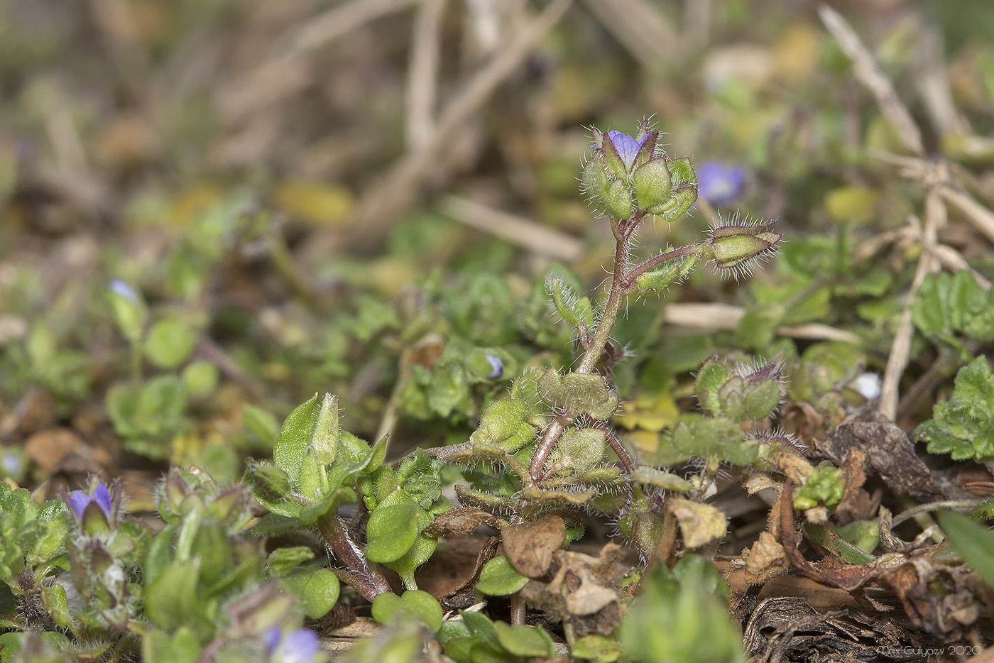 Изображение особи Veronica hederifolia.