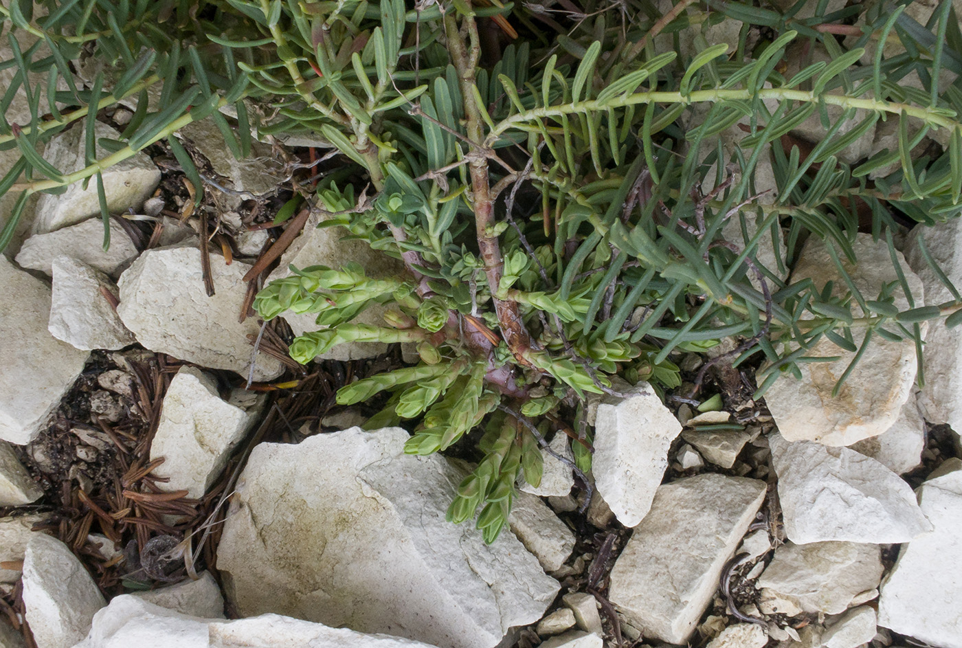 Image of Hypericum lydium specimen.