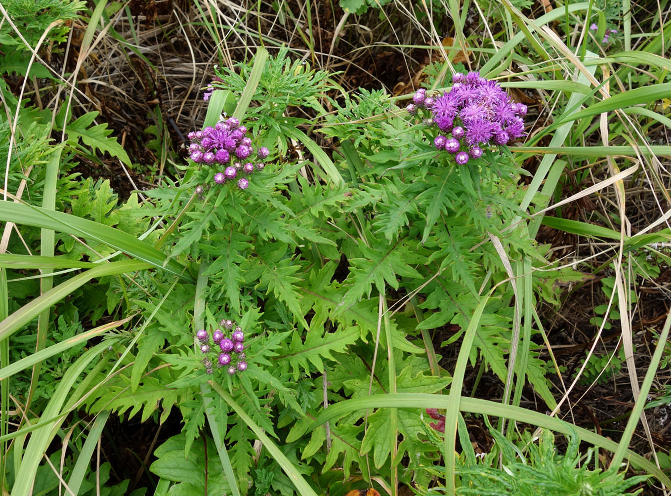 Image of Saussurea neopulchella specimen.