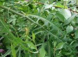 Lactuca indica. Часть стебля с листьями и развивающимися пазушными соцветиями. Приморский край, г. Артем, ул. Кирова р-н ост. 17-й км, заросший пустырь. 06.08.2019.