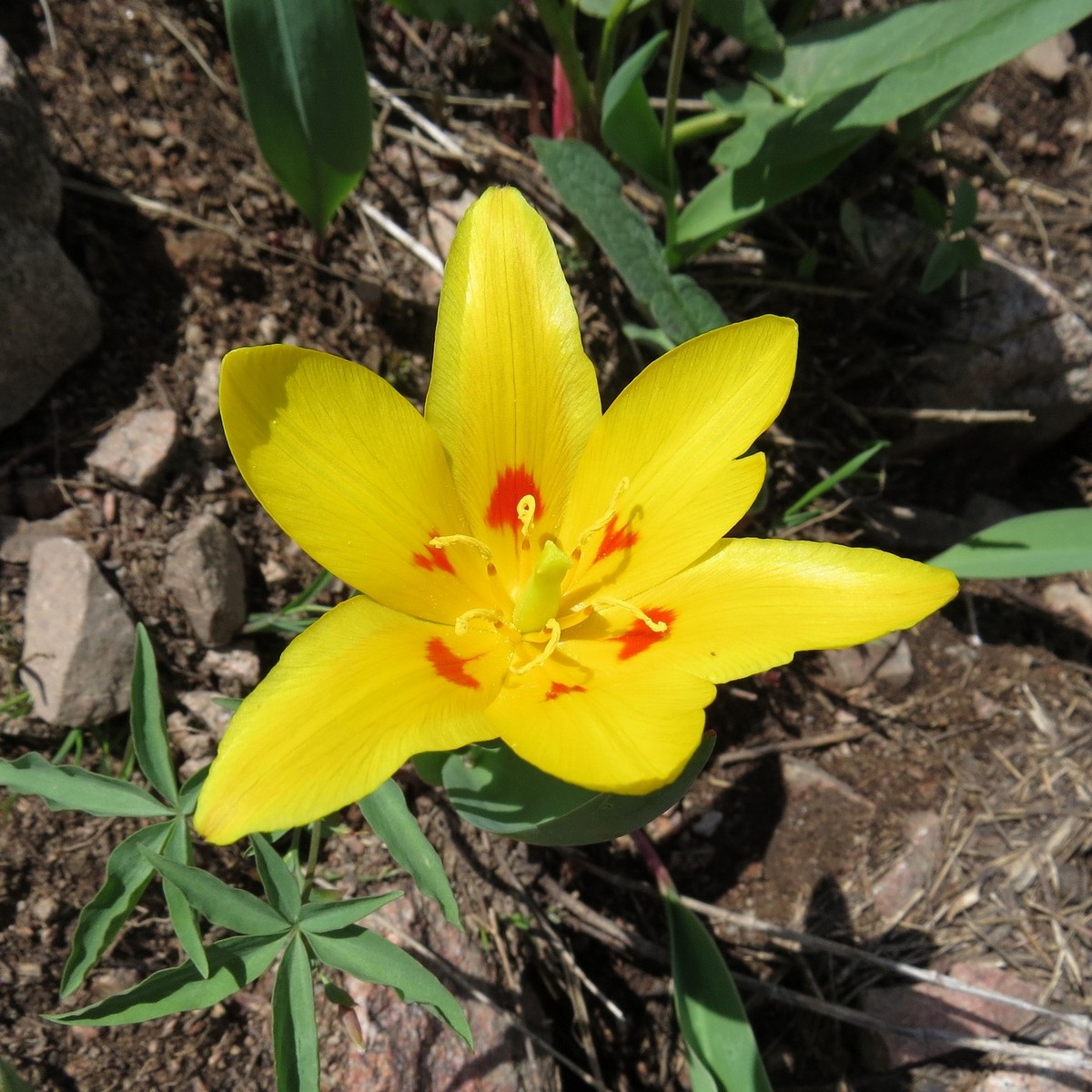 Image of Tulipa tschimganica specimen.