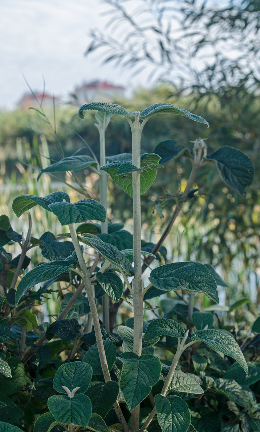 Image of genus Viburnum specimen.