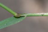 genus Polypogon. Часть стебля с основанием листа. Перу, г. Лима, ботанический сад Национального Аграрного университета. 07.10.2019.